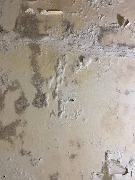 Best Post-Flood Mold Remediation in Suitland, MD