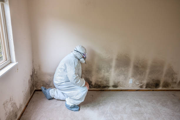 Best Commercial Mold Remediation in Suitland, MD