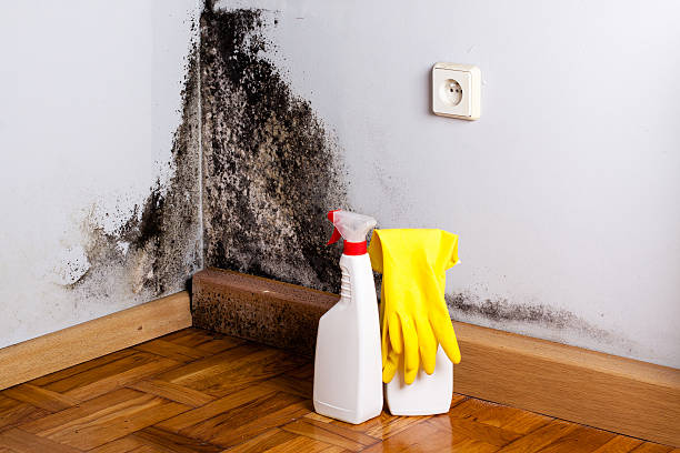 Trusted Suitland, MD Mold Remediation Experts